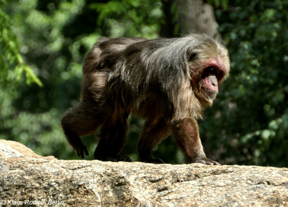 Brenmakak (Macaca arctoides) im Zoologischen Garten Berlin.