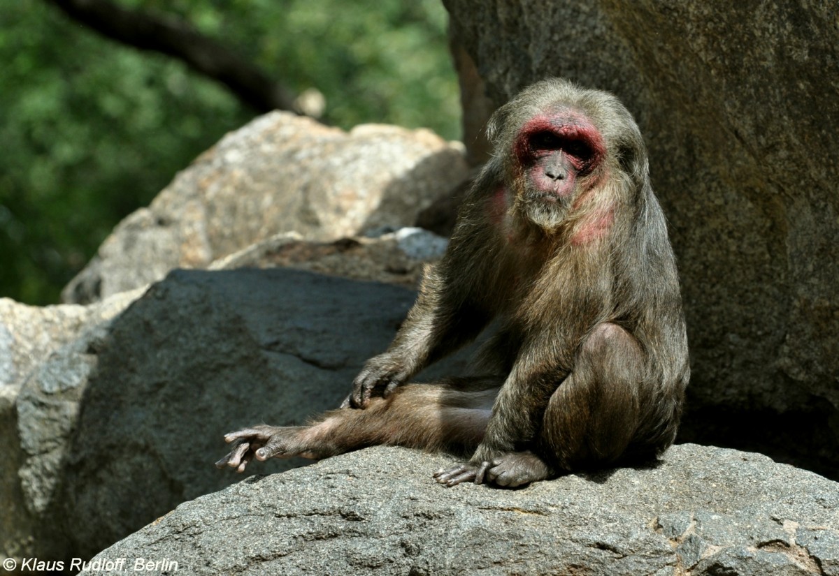 Brenmakak (Macaca arctoides) im Zoologischen Garten Berlin.