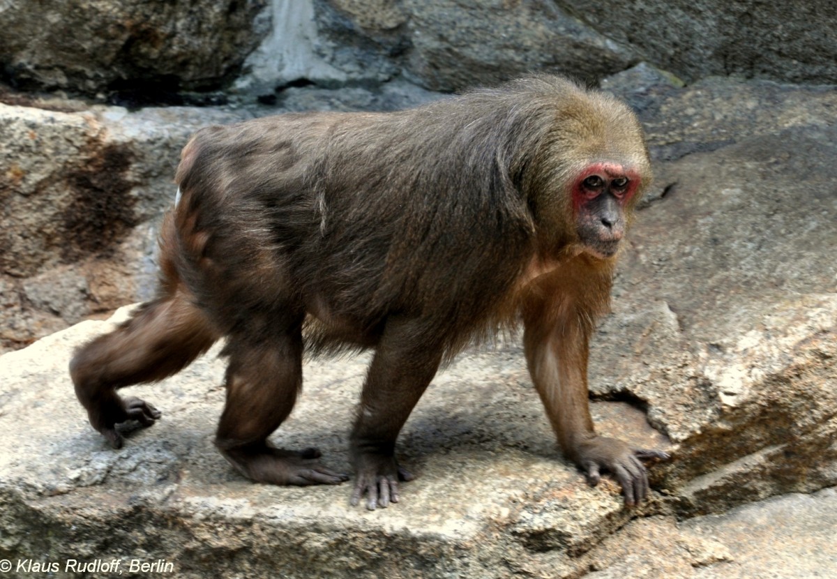 Brenmakak (Macaca arctoides) im Zoologischen Garten Berlin.