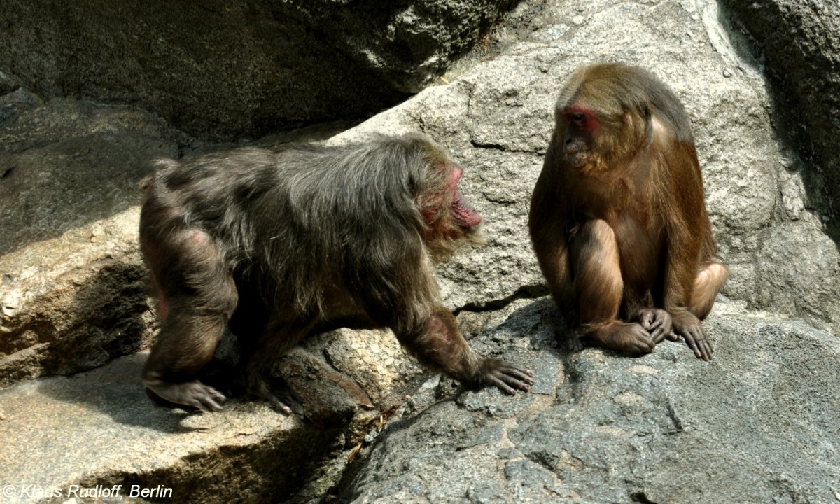 Brenmakaken (Macaca arctoides) im Zoologischen Garten Berlin.