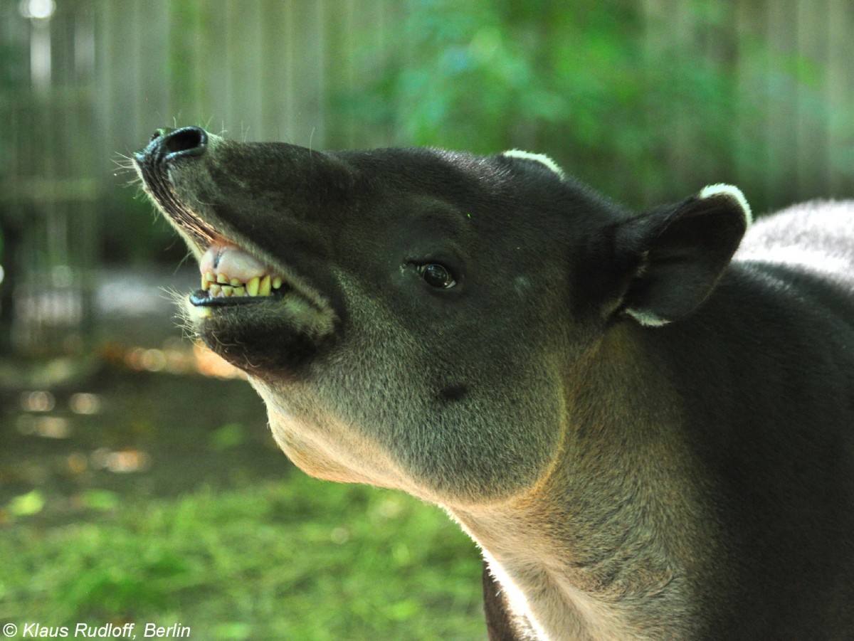 Bairds oder Mittelamerikanischer Tapir (Tapirus bairdii) im Zoo Berlin (Juli 2015).