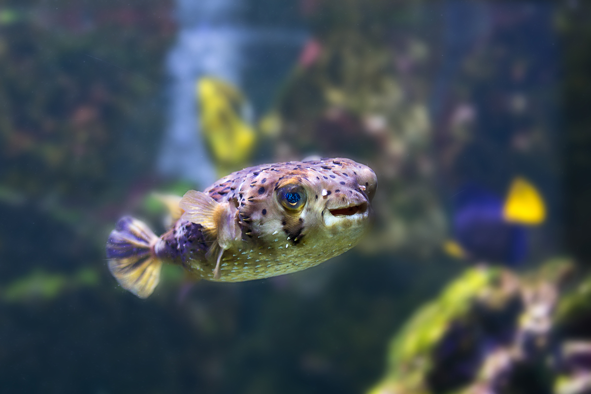 Ballon Igelfisch im Meereszentrum Fehmarn. - 18.06.2014