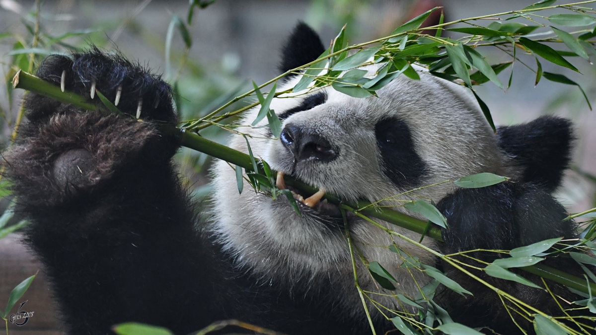 Bambus, die Hauptnahrung des Groen Pandas. (Zoo Berlin, April 2018)