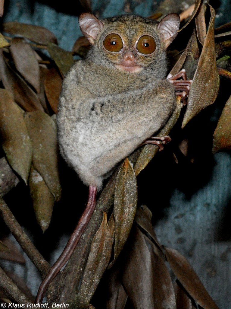 Bangka-Koboldmaki (Cephalopachus bancanus bancanus) in der Taman Safti Indonesia Bogor (November 2013).