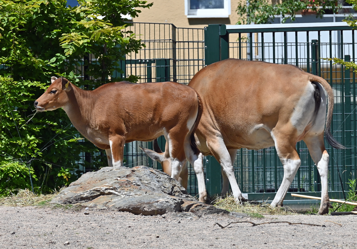Banteng Kalb und Kuh im Kölner Zoo - 16.06.2022