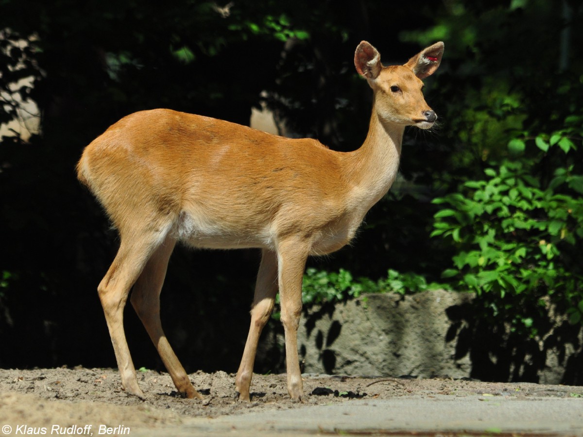 Barasingha oder Indischer Sumpfhirsch (Cervus duvaucelii). Weibchen im Zoo Berlin (Juli 2015).