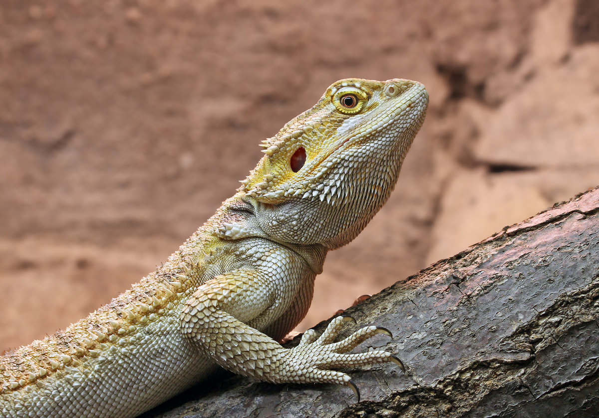 Bartagame - 23.10.2016 Tierpark Berlin - Schlangenhaus