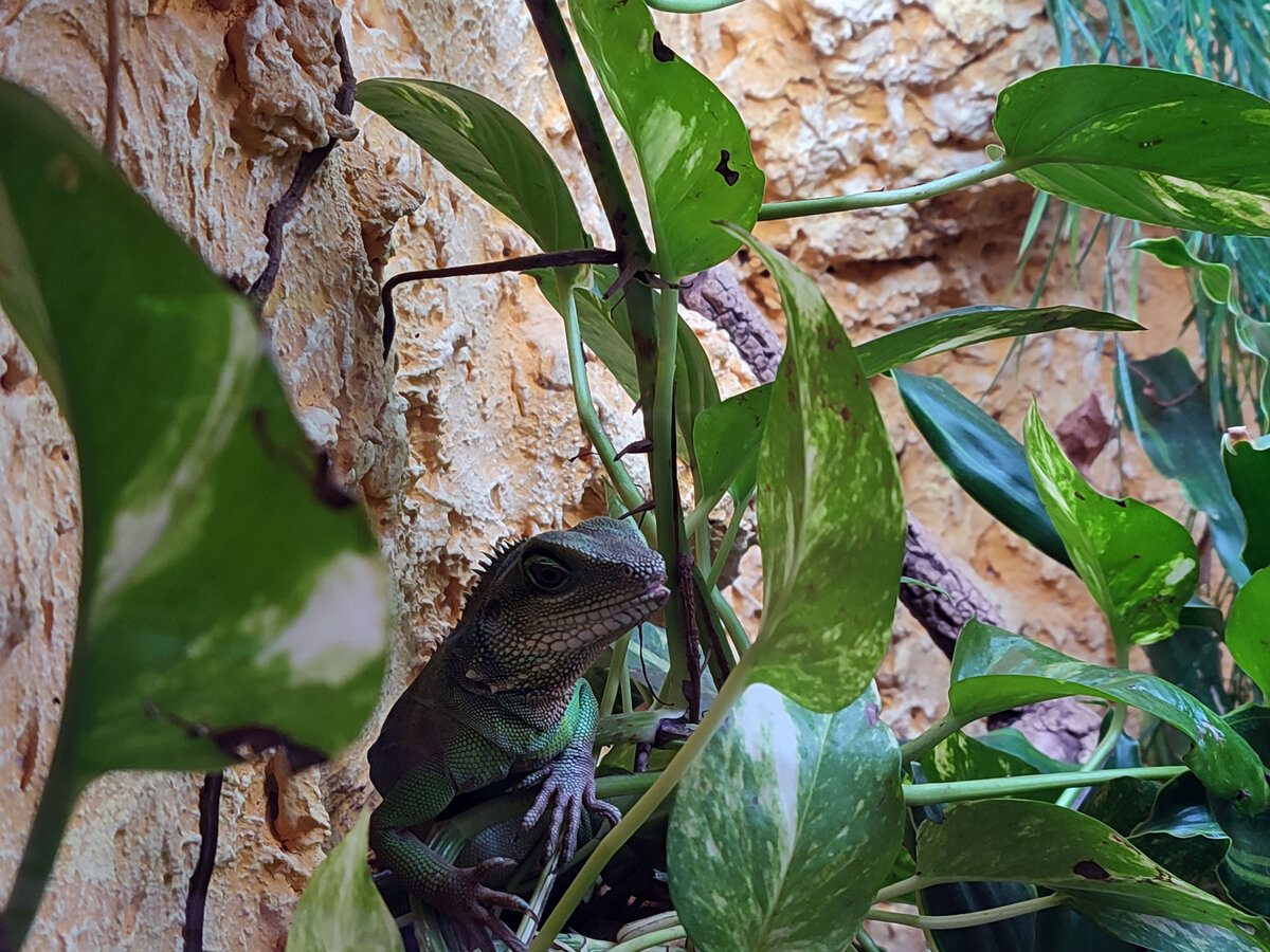 Bartagamen stammen aus den Trockengebieten und Halbw�sten Australiens. Hier der Bartagame ist ein beeindruckendstes Tier im Inselzoo Altenburg. Foto 10.08.23
