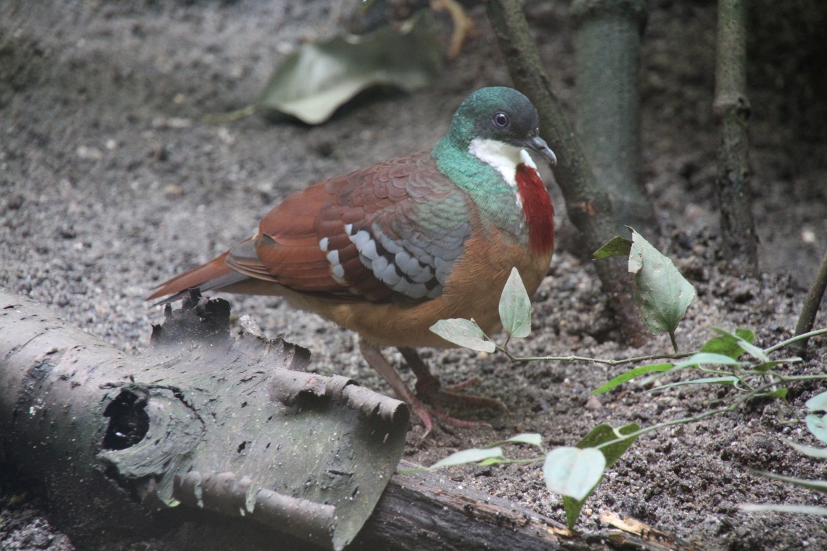 Bartlett-Dolchstichtaube (Gallicolumba criniger) am 3.8.2010 im Frankfurter Zoo.