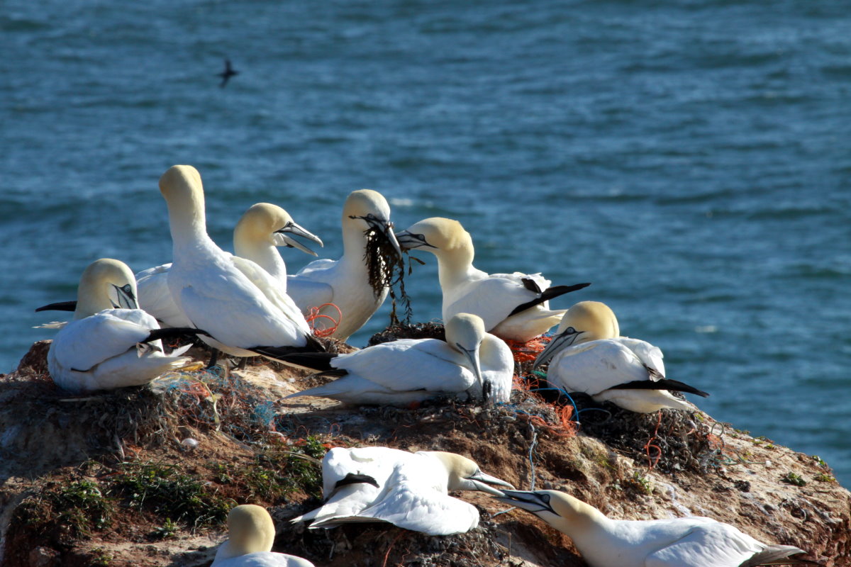 Basstlpel am Lummenfelsen von Helgoland; 06.06.2015