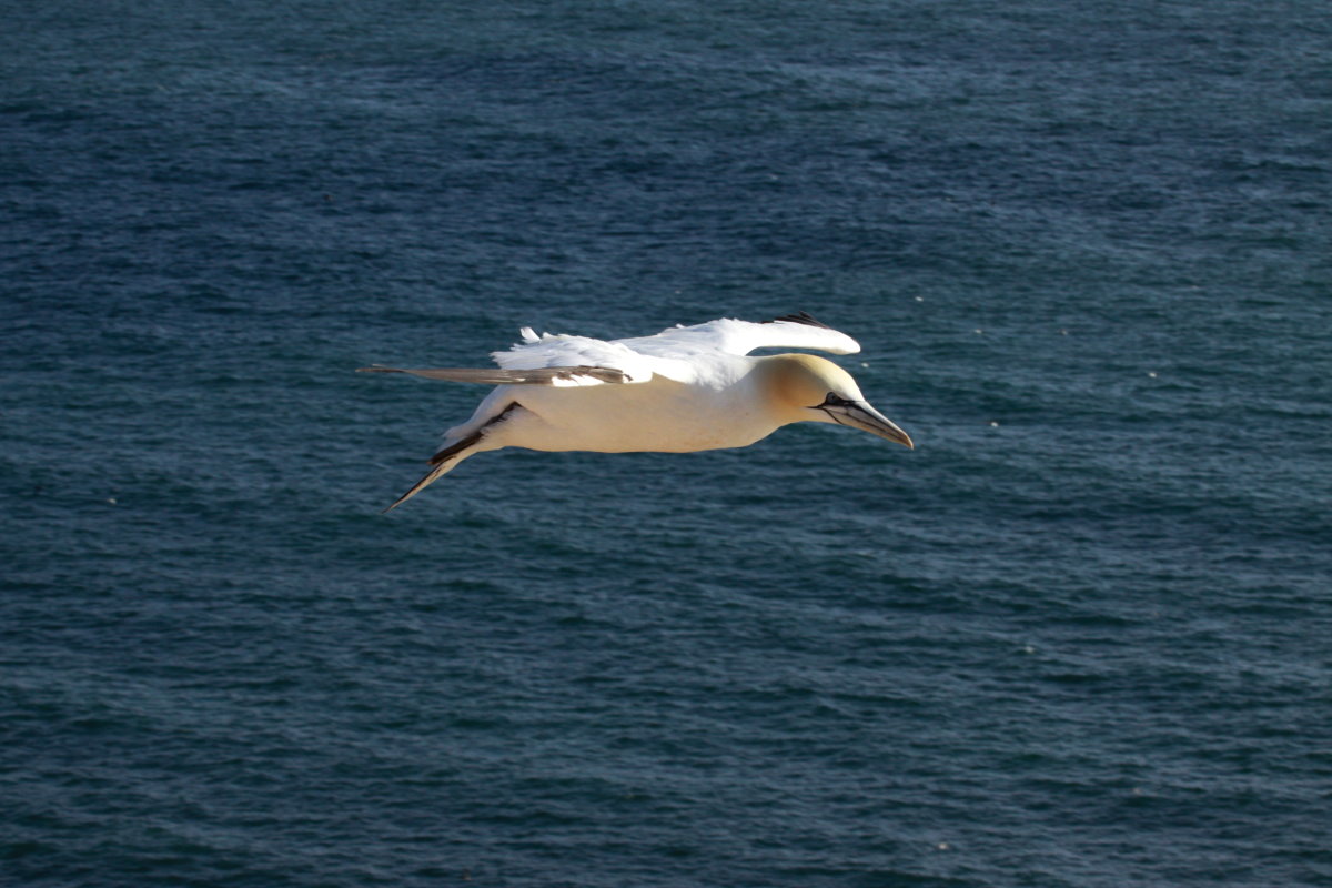 Basstlpel im Flug ber dem Lummenfelsen von Helgoland; 07.06.2015