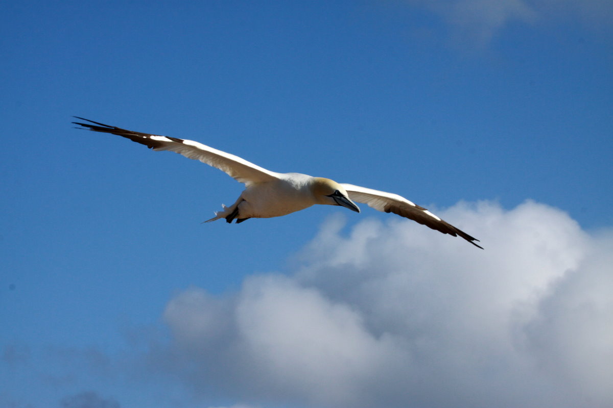 Basstlpel im Flug ber dem Lummenfelsen von Helgoland; 07.06.2015