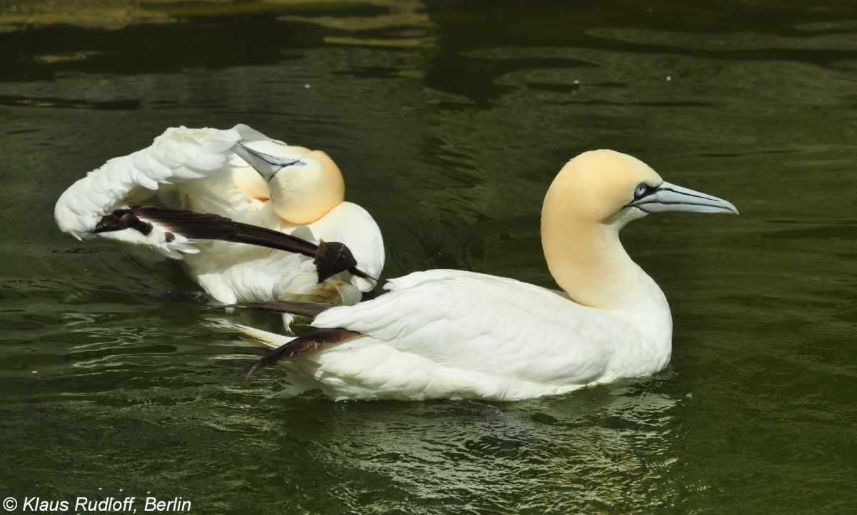 Batlpel (Morus bassanus = Sula bassana) im Tierpark Berlin (Juli 2015)