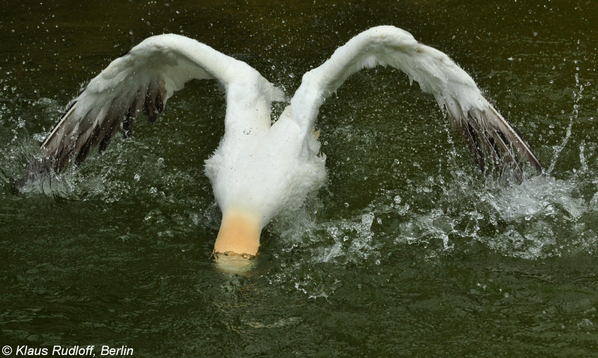 Batlpel (Morus bassanus = Sula bassana) im Tierpark Berlin (Juli 2015)