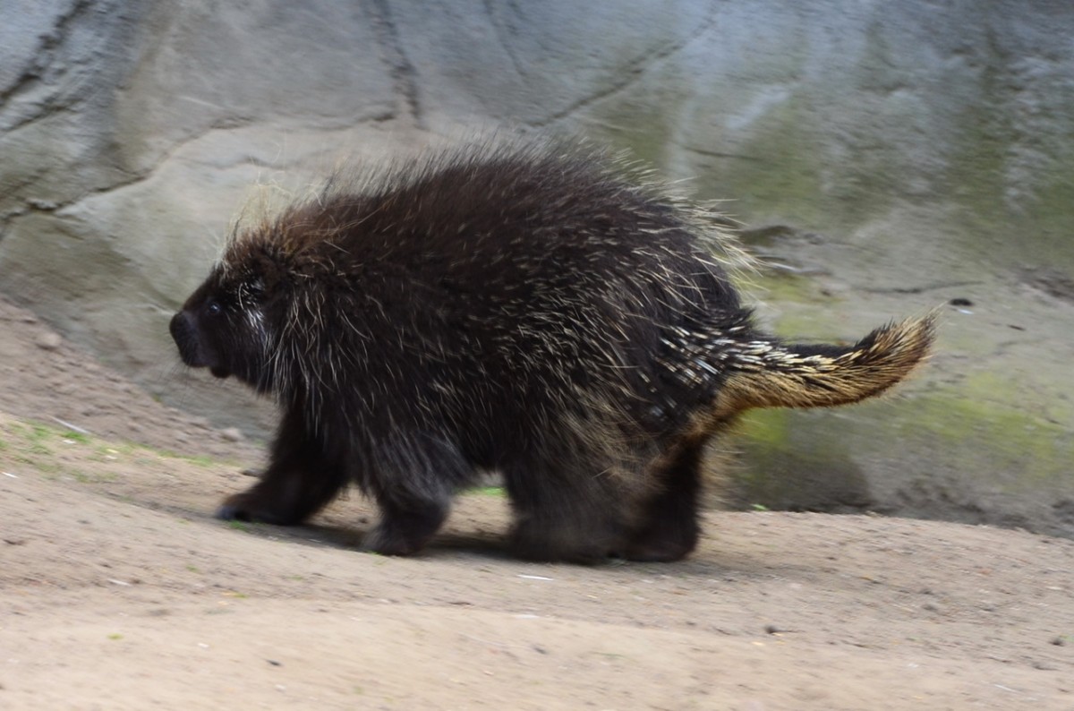 Baumstachler     Tierpark Hagenbeck Hamburg   03.05.2014