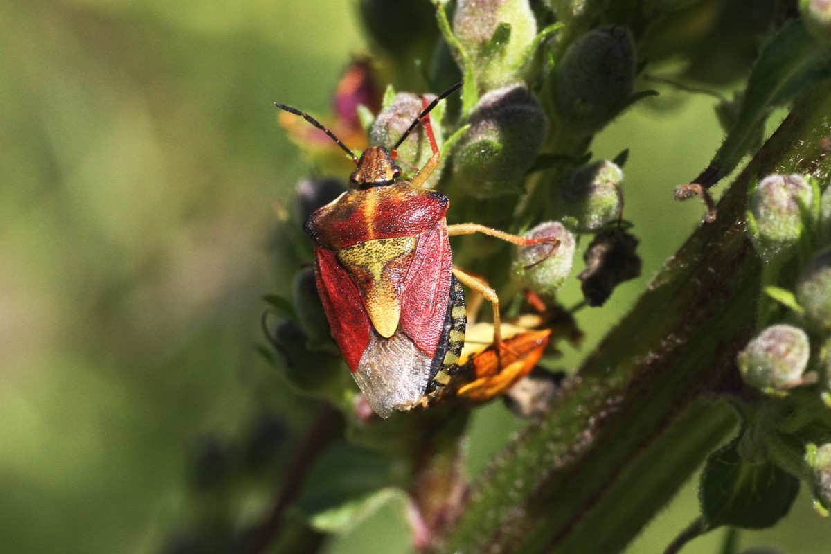 Beerenwanze (Dolycoris baccarum) am 18.7.2010 am Rhein bei Rust.