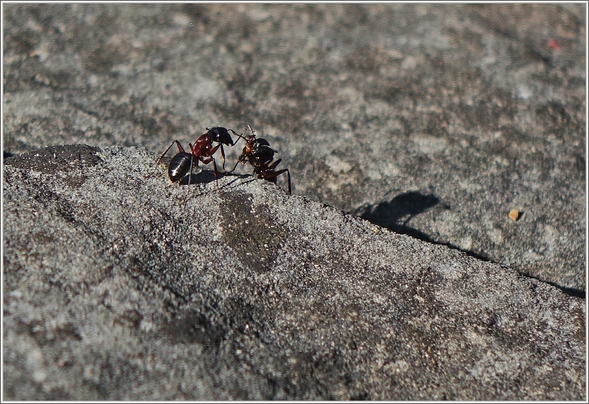 Begegnung zweier Rasenameisen, die ihr Nest nicht weit entfernt zwischen Stein Und Wiese hatten.
(25.05.2018)