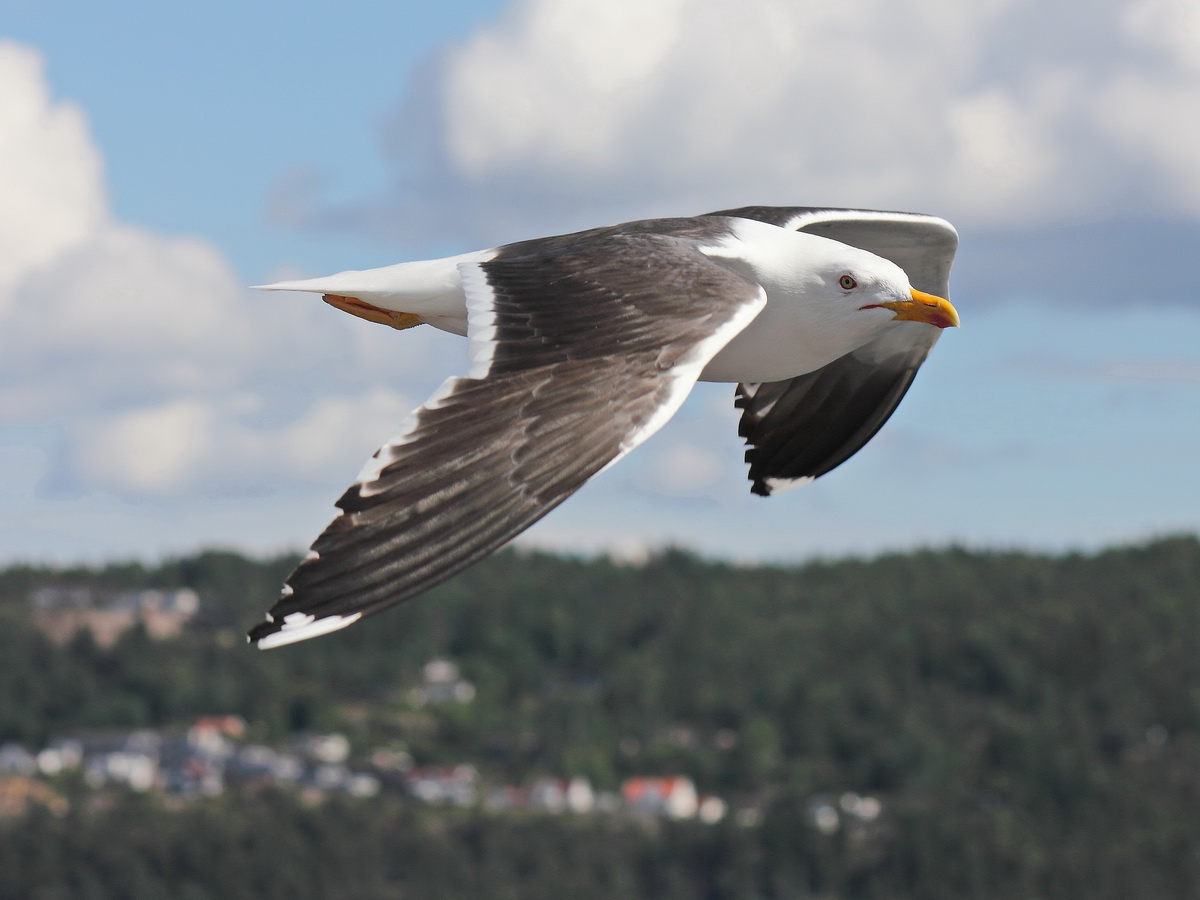 Bei der Ausfahrt aus Oslo am 06. Juli 2016 kamen viele Mwen um Nahrung zu bekommen.