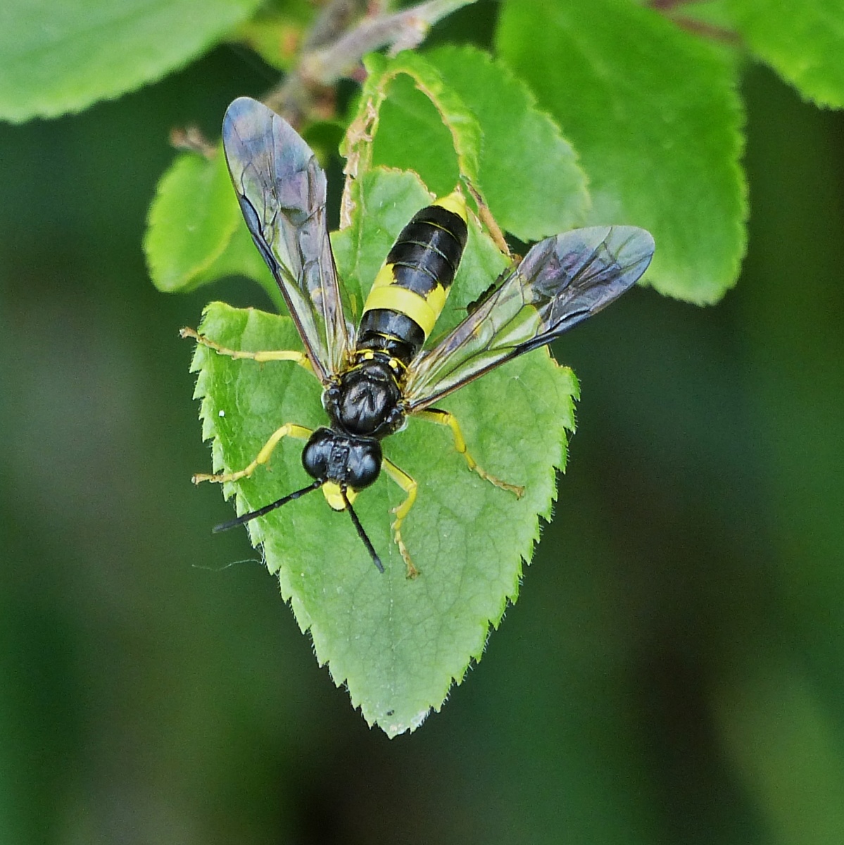 Bei einem Spaziergang endeckte ich diese Blattwespe Tenthredo temula. 05.2022