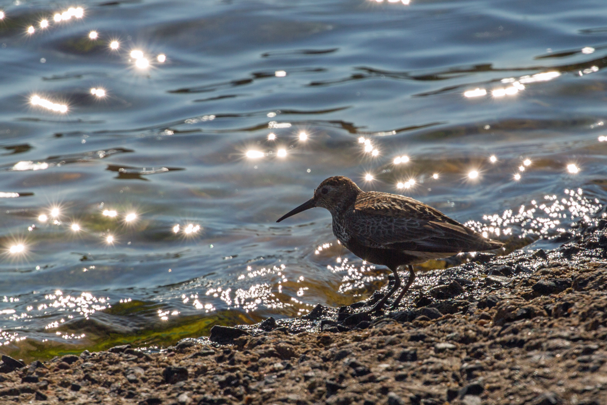 Bei Gegenlicht aufgenommener Schnepfenvogel an der Ostsee ist mglicherweise ein Alpenstrandlufer. - 03.08.2021
