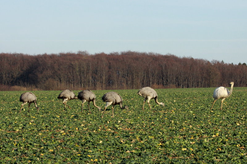 Bei meiner heutigen Nandubeobachtung zhlte ich 48 Nandus in Nord-West-Mecklenburg. Darunter auch eins der zwei weien Nandus. Hier ein Teil einer 15-kpfigen Gruppe auf einem Rapsfeld bei Utecht; 30.12.2013