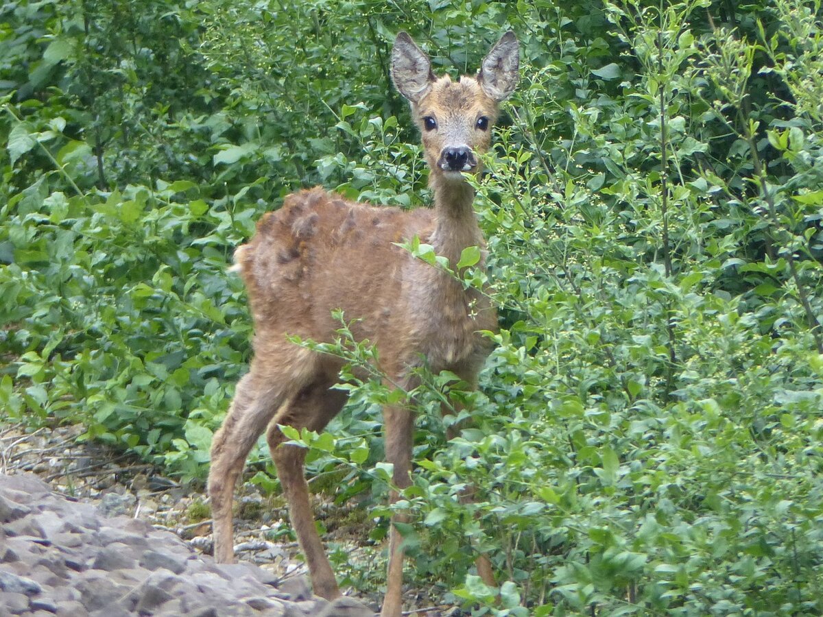 Bei der berquerung eines Bahnbergangs in der Steinfurter Bauerschaft Sellen erblickte ich dieses Reh auf Futtersuche, 25.05.2022