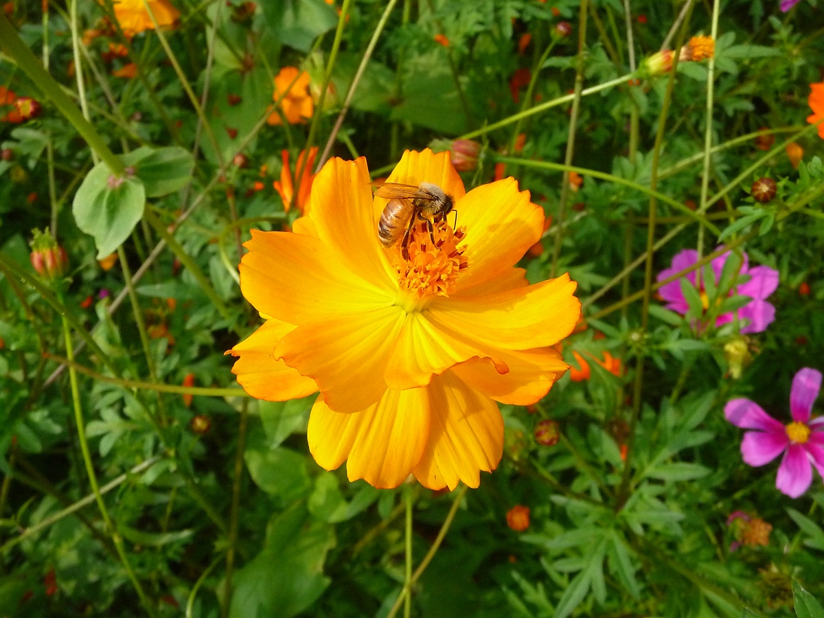 Beim Naschen erwischt: Bienchen auf Blmchen.

Shanghai Century Park, 22.10.2012