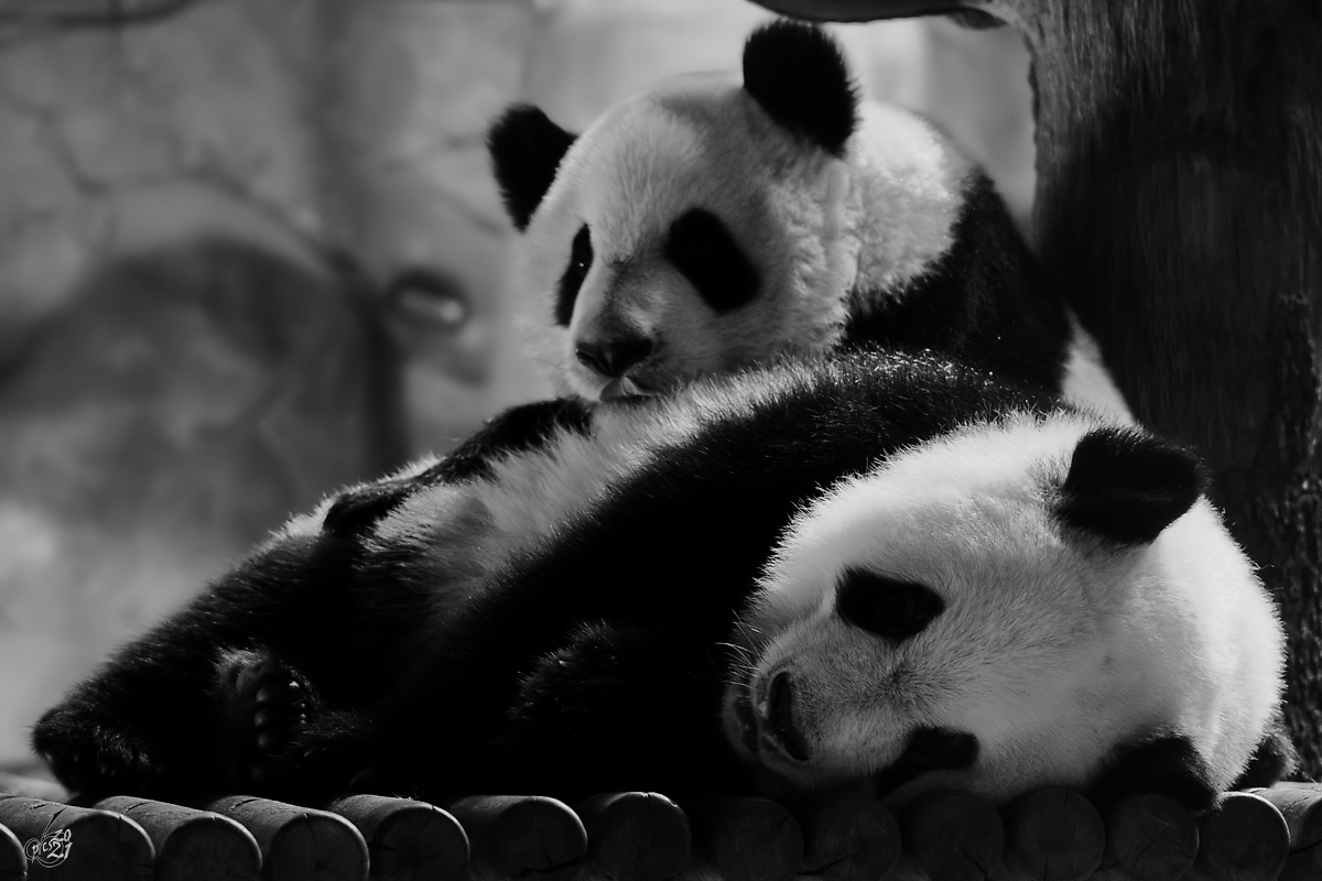 Beim Pandanachwuchs ist Kuscheln angesagt. (Zoo Madrid, Dezember 2010)