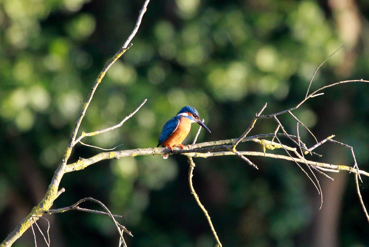 Beim Spaziergang um den Ratzeburger Kchensee entdeckte ich diesen Eisvogel; 31.05.2014