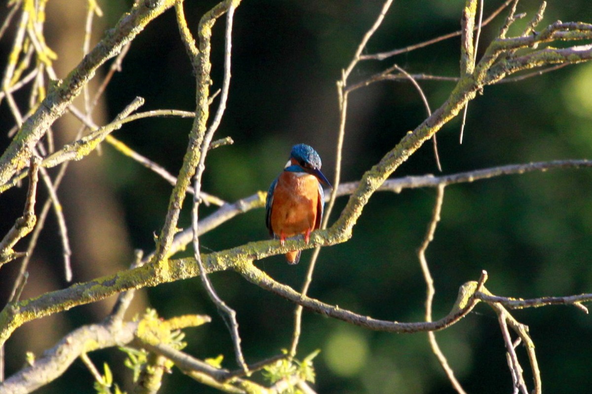 Beim Spaziergang um den Ratzeburger Kchensee entdeckte ich diesen Eisvogel; 31.05.2014