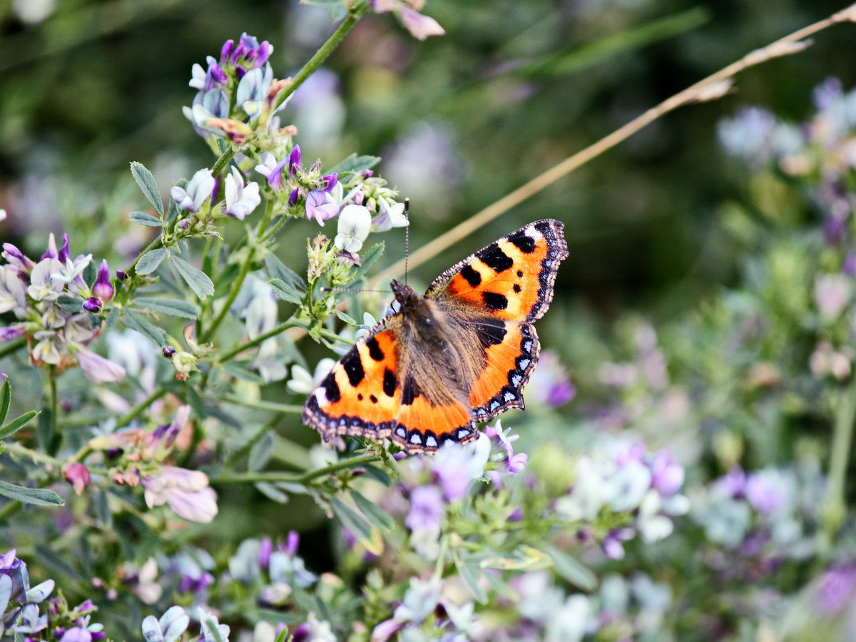 Beim Warten auf eine Dampflok im Ortsteil Bad Suderode nach Quedlinburg konnte auch dieser Schmetterling am 30. August 2013 beobachtet werden.  