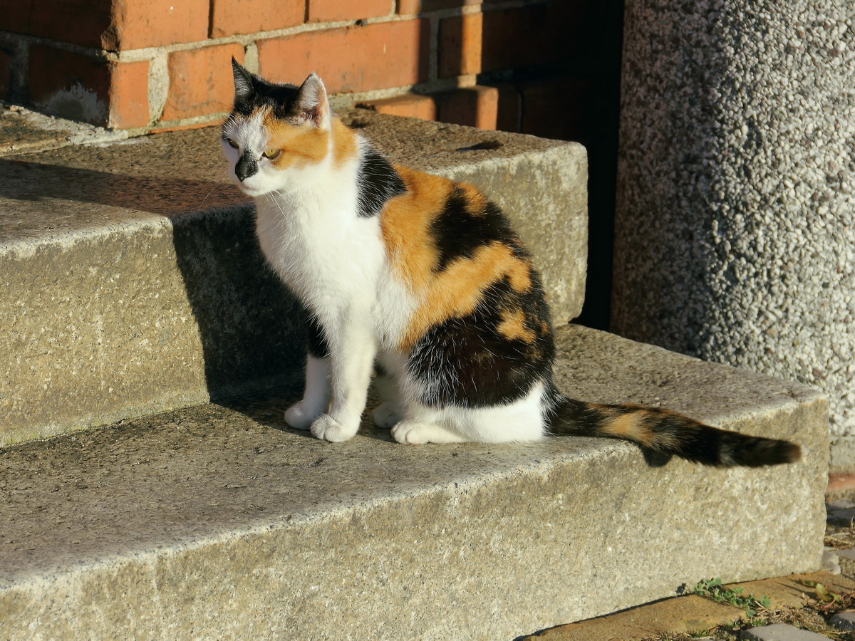 Beim Warten auf den RB 36 nach Frankfurt Oder, verkrzte diese schne Katze einem die Zeit am 30. Dezember 2013.