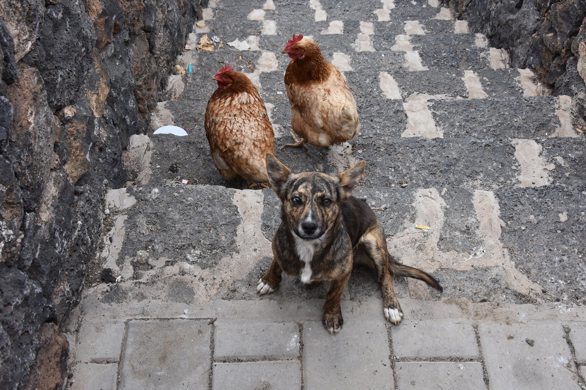 Belgischer Schferhund auf Wache (TEGUISE, Provinz Las Palmas/Spanien, 02.04.2016)