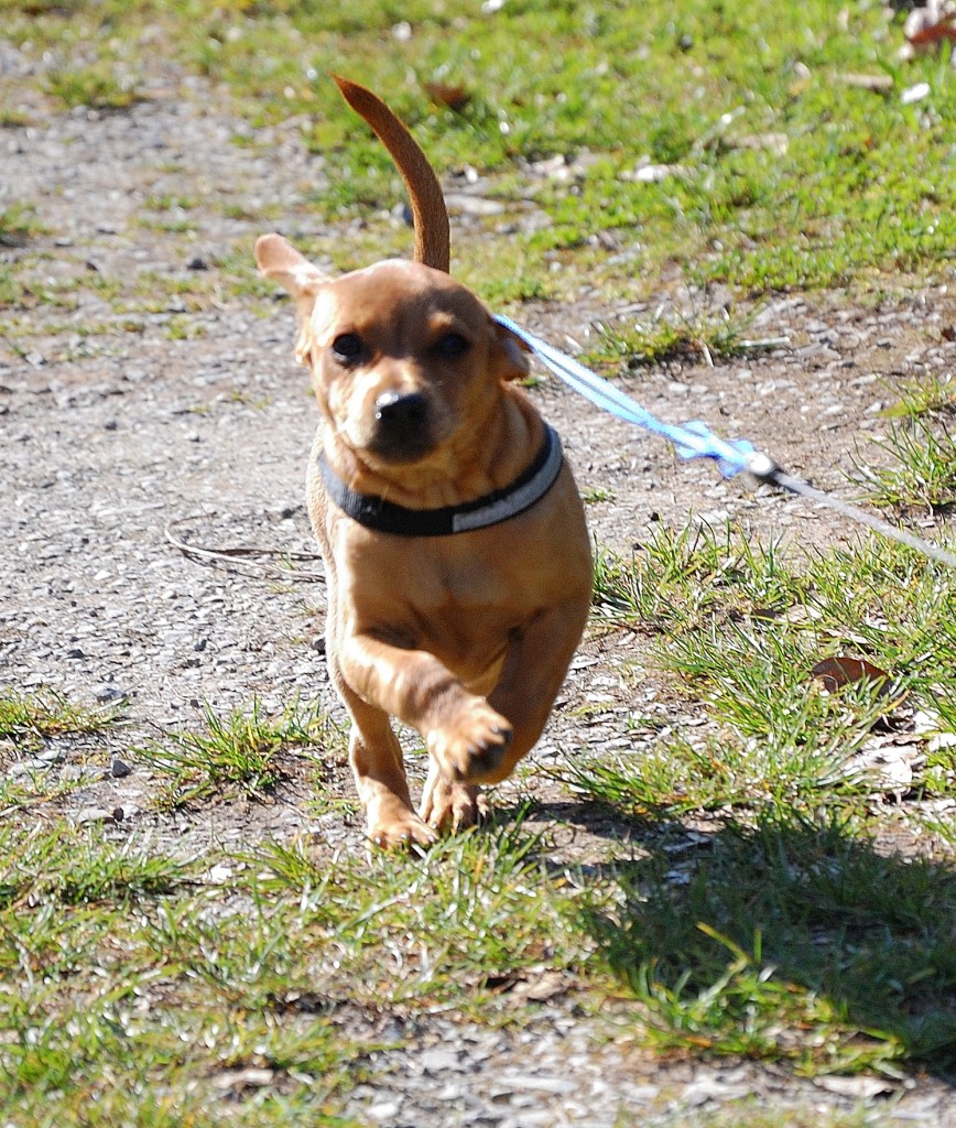 Benji, Mischlingshundwelpe.......hier in Aktion....er ist jetzt zirka drei Monate alt. 29.3.2014