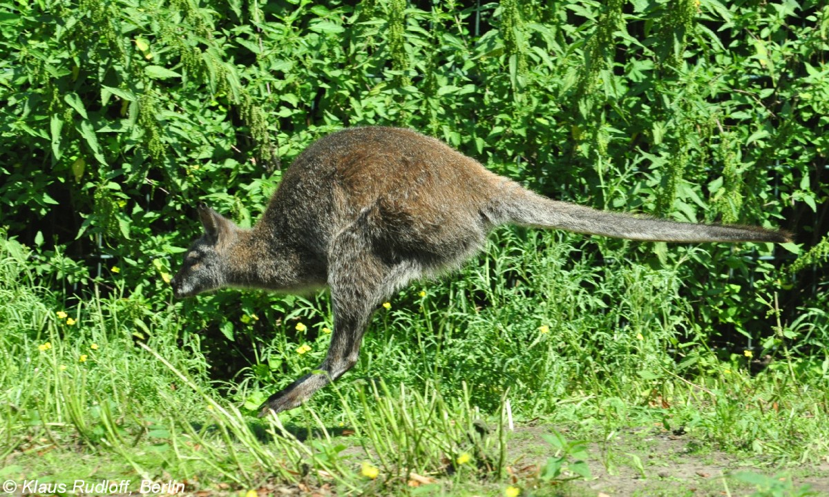 Bennett-Knguru (Macropus rufogriseus) im Tierpark Berlin (August 2015).