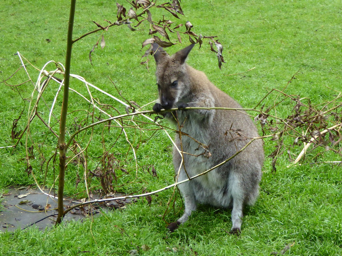 Bennettkngurus (Macropus rufogriseus) leben als Gruppe in einem begehbaren Wiesengehege im Tierpark Nordhorn. Aufnahme von Juni 2016.