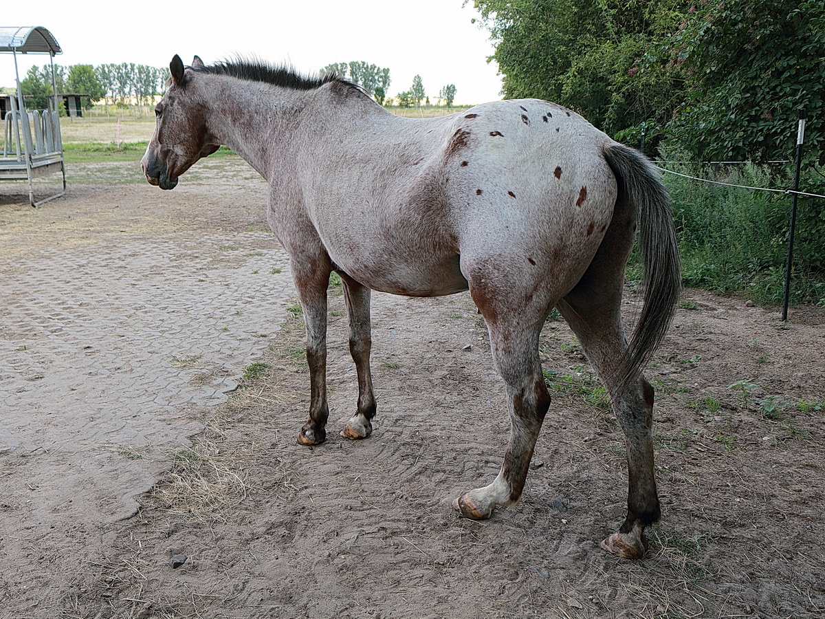 Beobachtung des Rundgang eines Braunschecken (Appa Loosa-Mix) im Reitgut im Mhlendorf Saalow am 07. August 2022.


   

