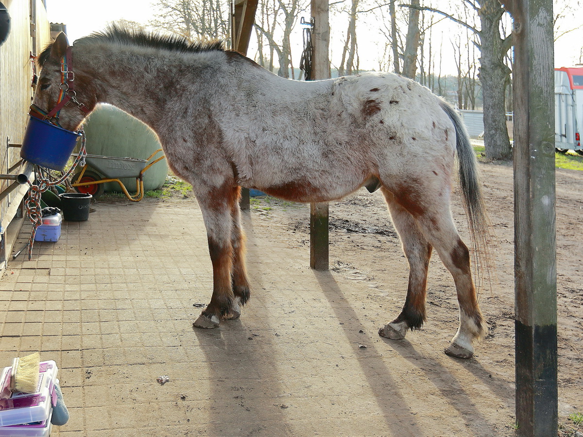 Beobachtung der Ftterung eines Braunschecken (Appa Loosa-Mix) in einem Reitgut im Mhlendorf Saalow am 13. Februar 2022.