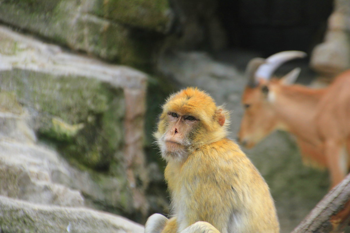 Berberaffe am 02.09.2015 im Tiergarten Schnbrunn in Wien. 