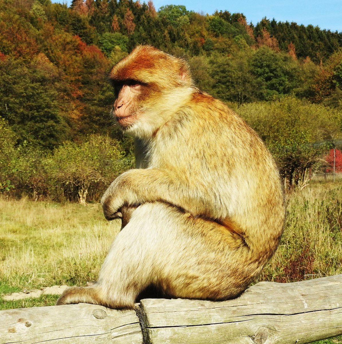 BERBERAFFE IN ECKENHAGEN/BERGISCHES LAND
So nahe,im begehbaren Gehege,kommt man im Affen- und Vogelpark ECKENHAGEN an ihn heran....hier am 16.10.2018