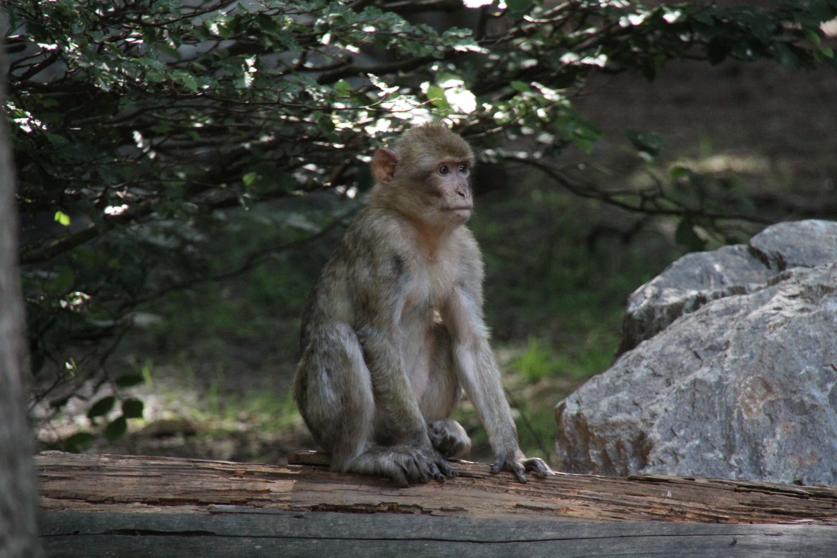 Berberaffe (Macaca sylvanus) am 11.7.2010 auf dem Affenberg bei Salem.