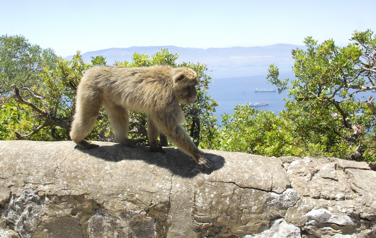 Berberaffe on Upper Rocks in Gibraltar. Aufnahmedatum: 19. Juli 2014.