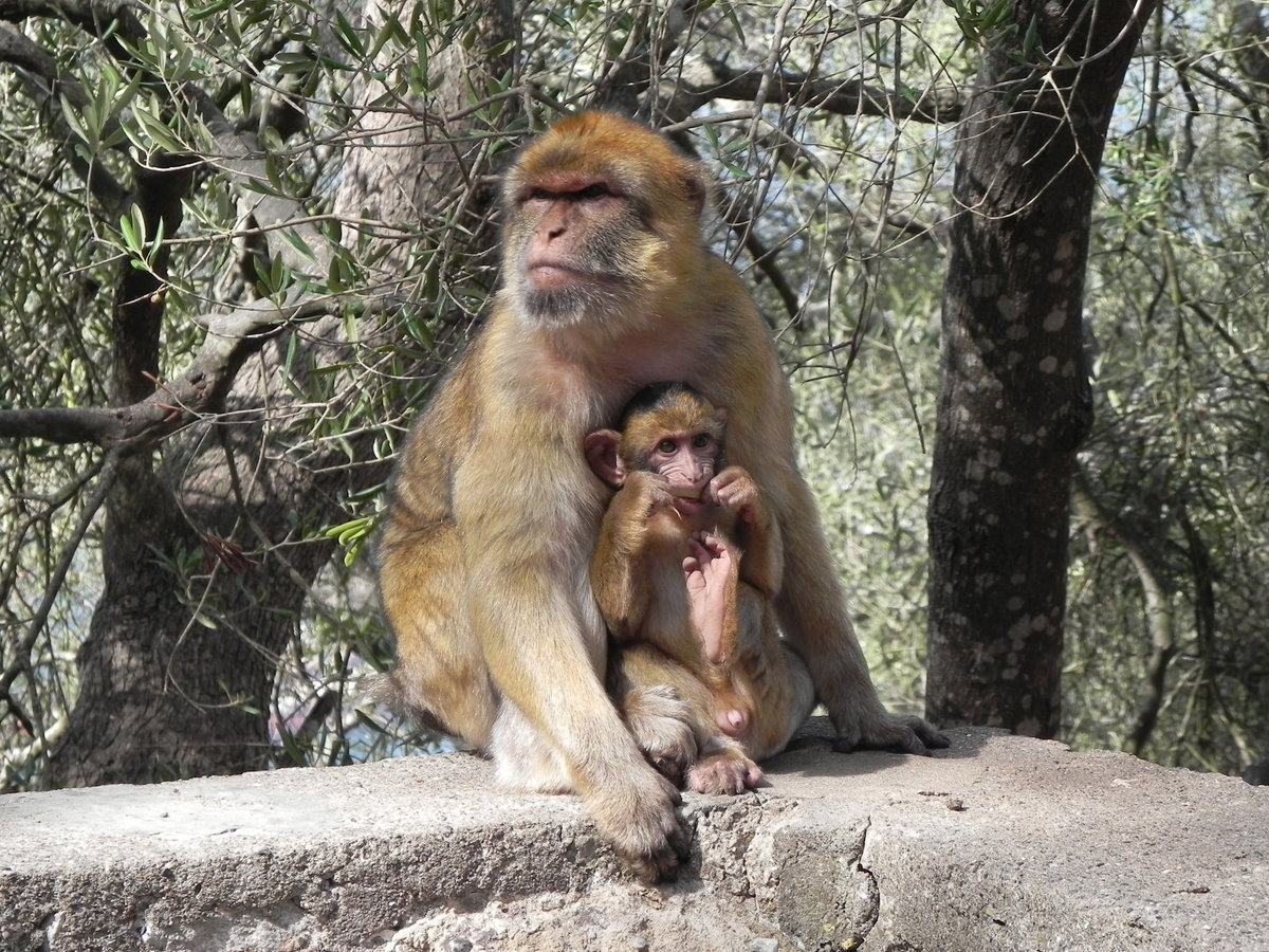 Berberaffen (Macaca sylvanus), auf dem Felsen von Gibraltar am 07.10.2016. Zitat: (Der Berberaffe, auch Magot genannt, ist eine Makakenart aus der Familie der Meerkatzenverwandten. Er ist vor allem dafr bekannt, dass er auer dem Menschen die einzige freilebende Primatenart Europas ist. Wikipedia)