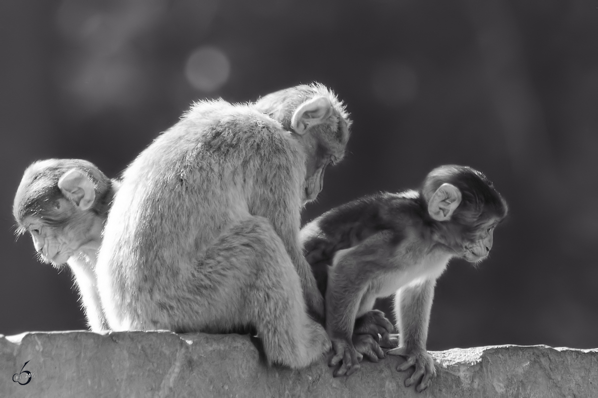 Berberaffen im Zoo Safaripark Stukenbrock. (Oktober 2014) 