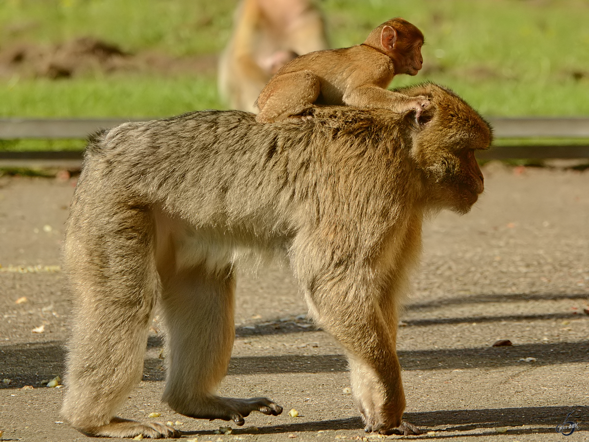 Berberaffen im Zoo Safaripark Stukenbrock. (Oktober 2014)