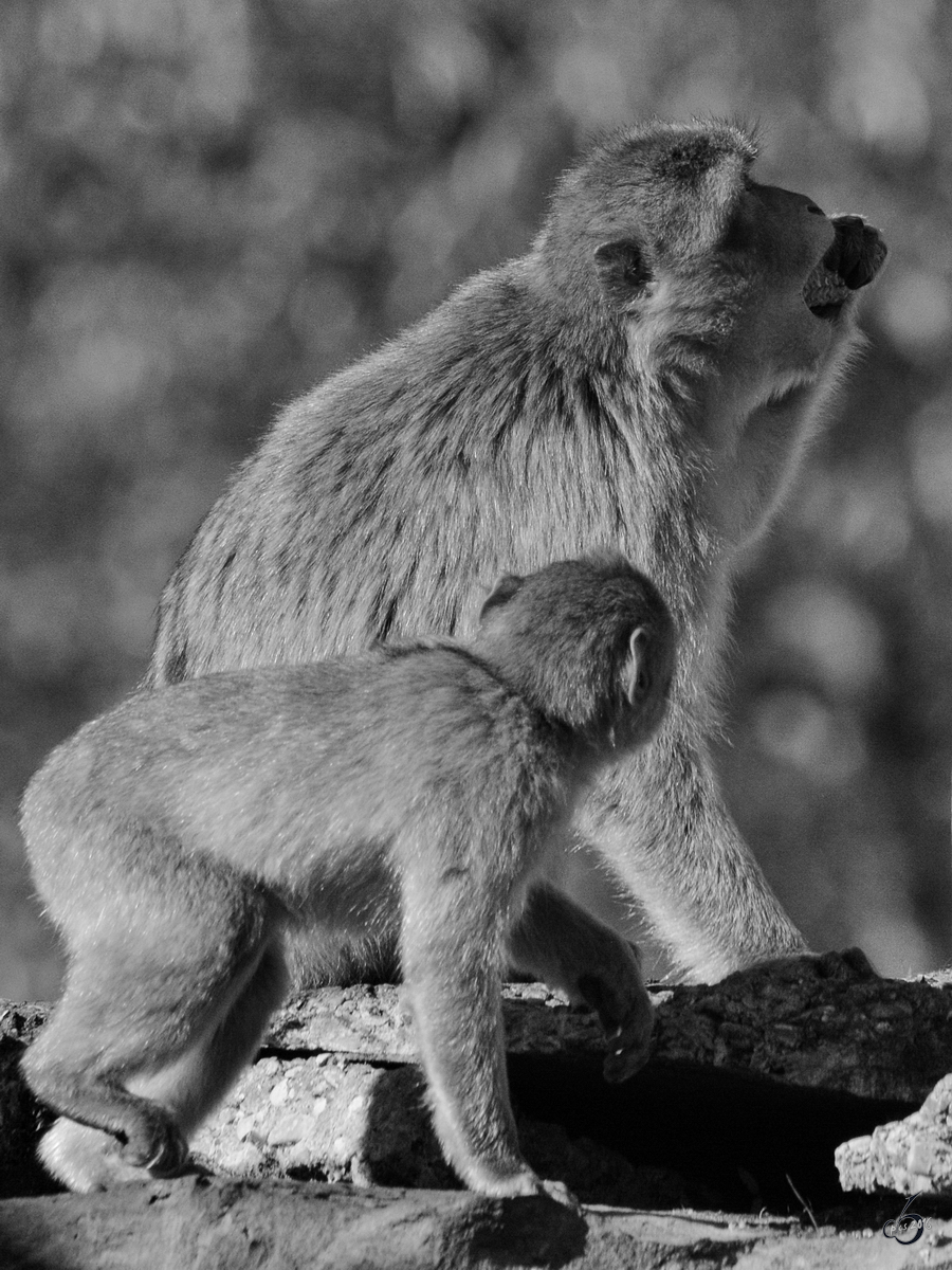 Berberaffen im Zoo Safaripark Stukenbrock. (Oktober 2014)