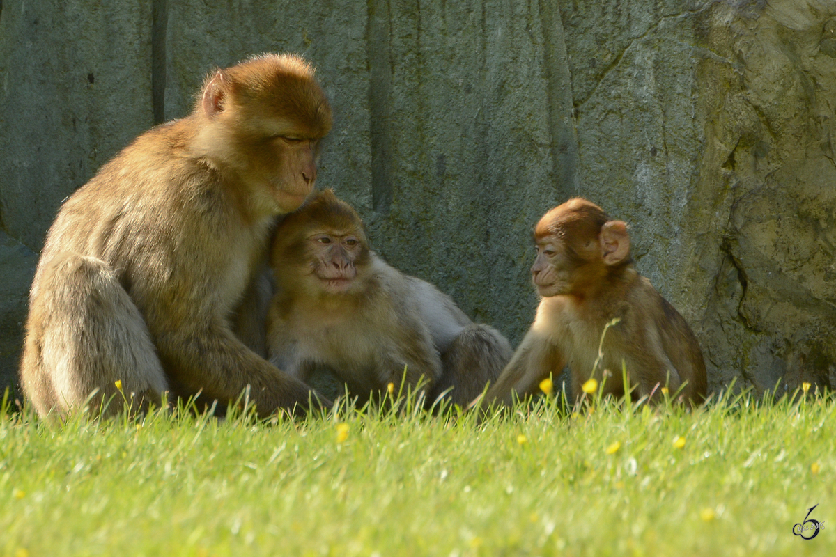 Berberaffen im Zoo Safaripark Stukenbrock. (Oktober 2014)