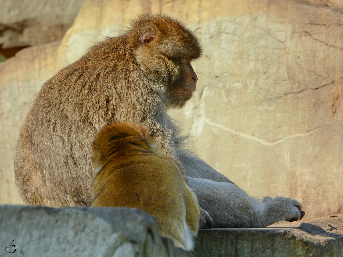 Berberaffen im Zoo Safaripark Stukenbrock. (Oktober 2014)