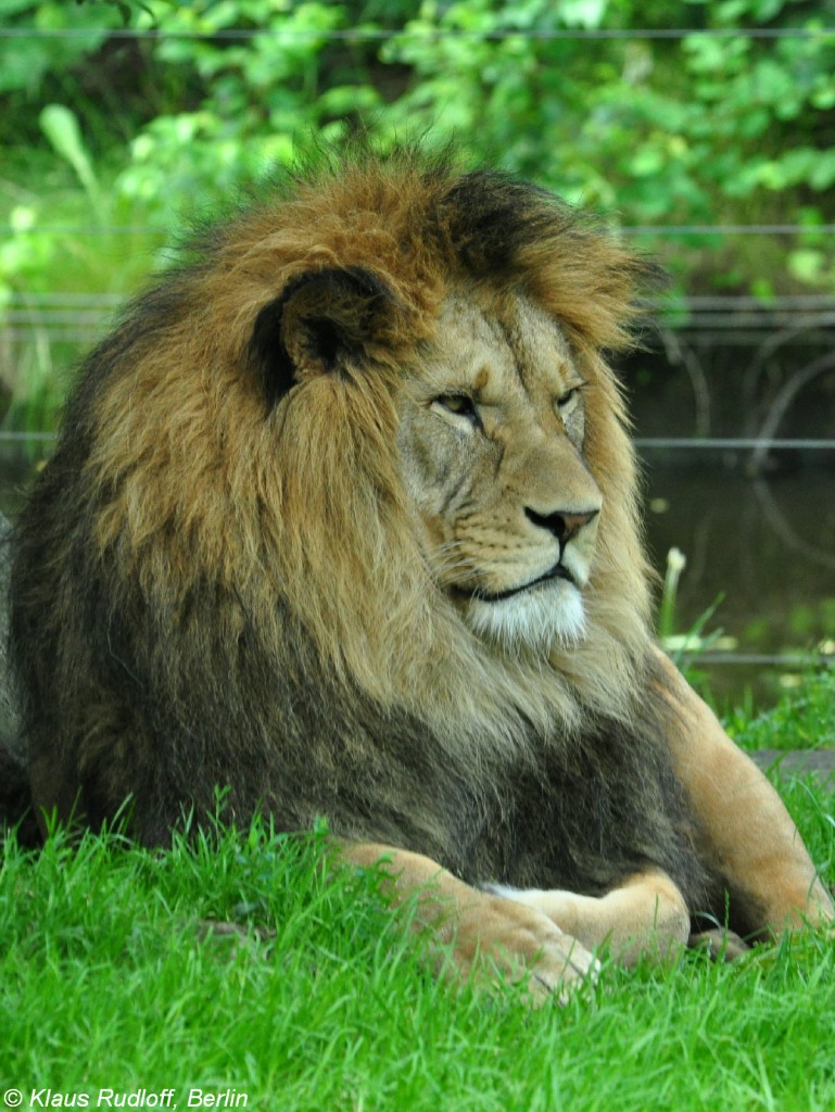 Berberlwe (Panthera leo leo). Mnnchen im Zoo und Botanischen Garten Pilsen (Plzen, Juni 2015).