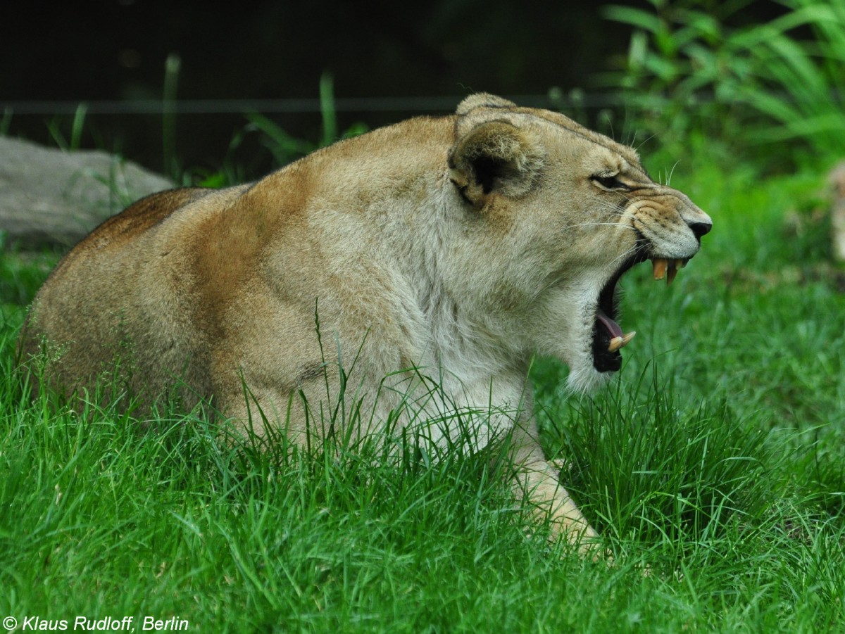 Berberlwe (Panthera leo leo). Weibchen im Zoo und Botanischen Garten Pilsen (Plzen, Juni 2015).
